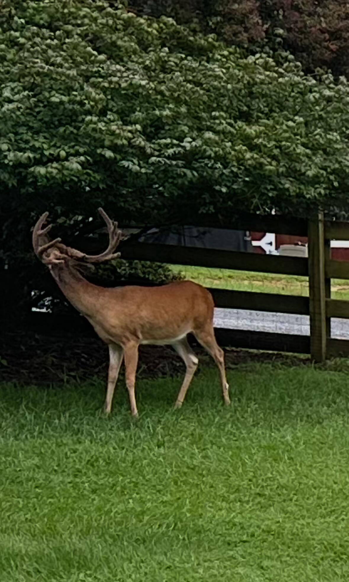 401 Whisperway Road Moneta, VA 24121 - Photo 60 of 60 Backyard Wildlife