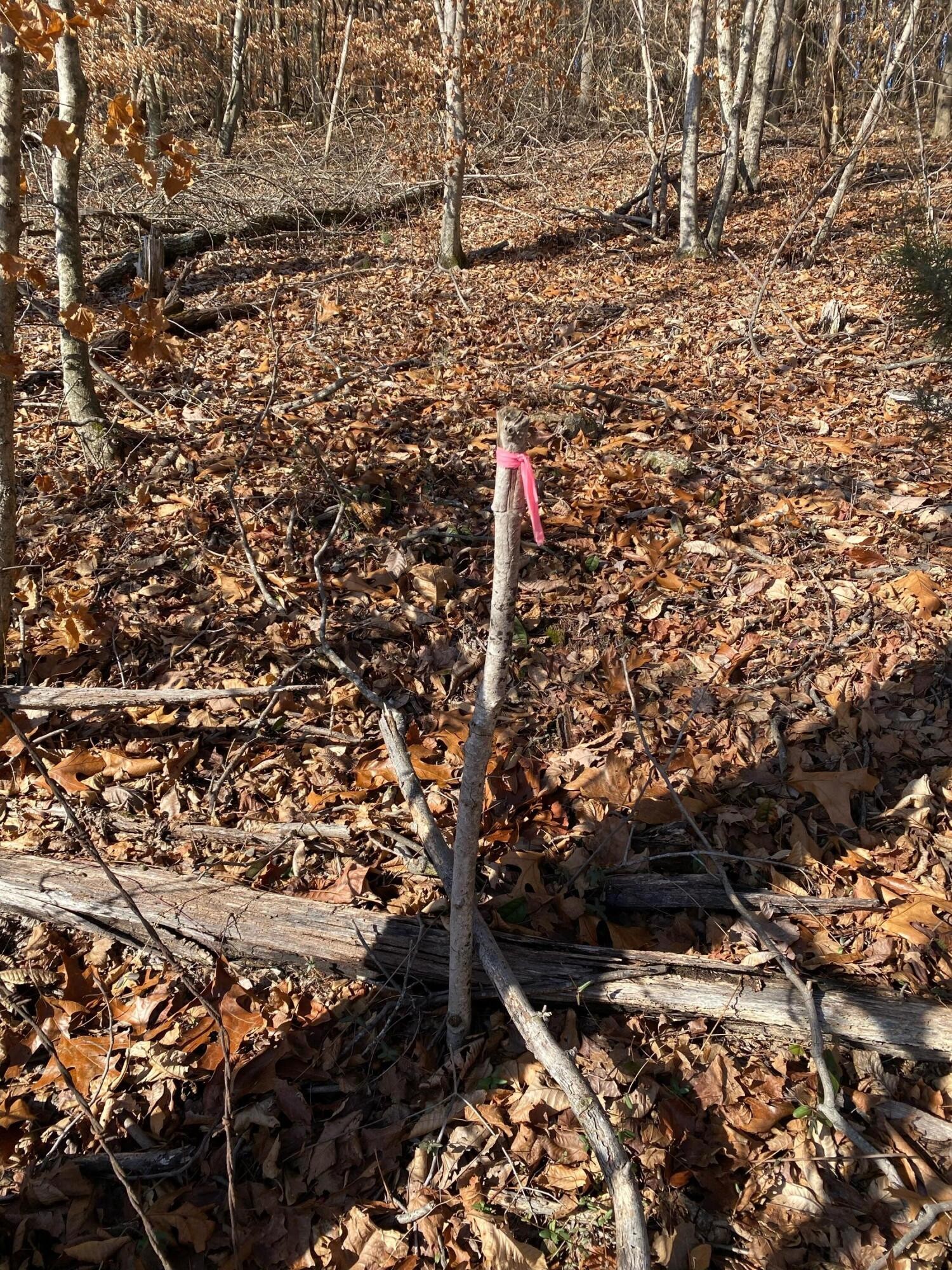 0 Red Clay Park Road Southwest Cleveland, TN 37311 - Photo 12 of 15 Gallery Image 12