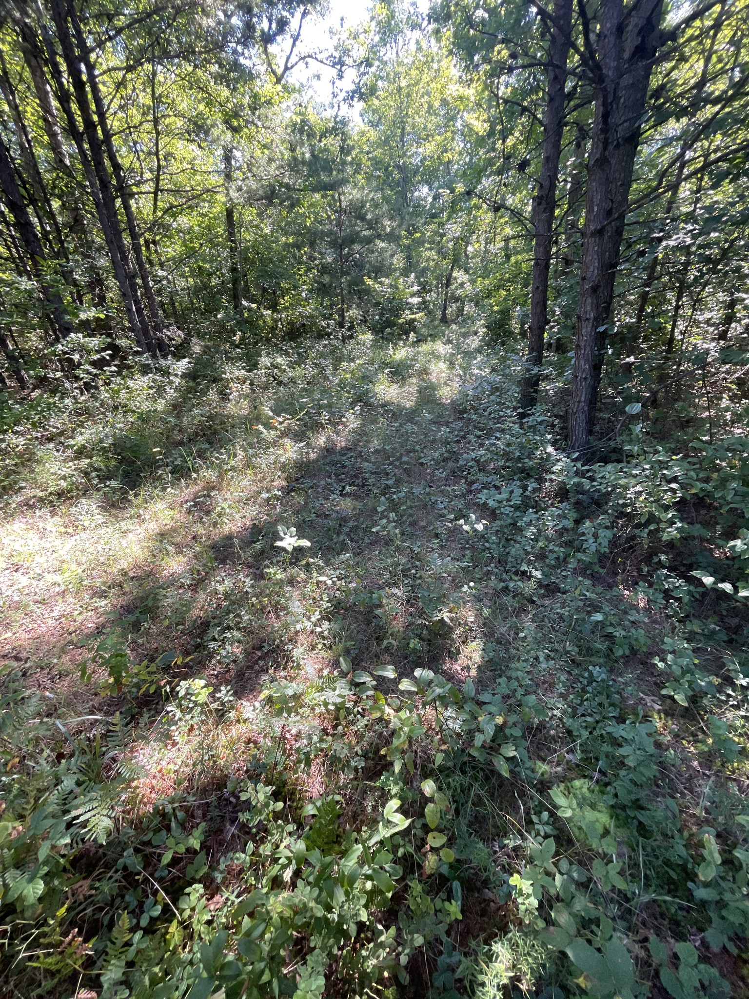 0 Turkey Track Road Altamont, TN 37301 - Photo 6 of 14 Gallery Image 6