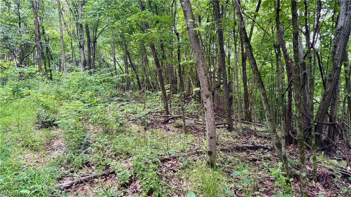 Marlott Run Road Kimbolton, OH 43749 - Photo 35 of 49