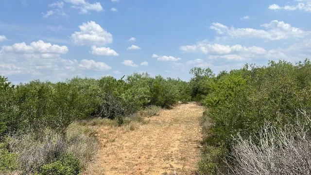 a view of a bunch of trees