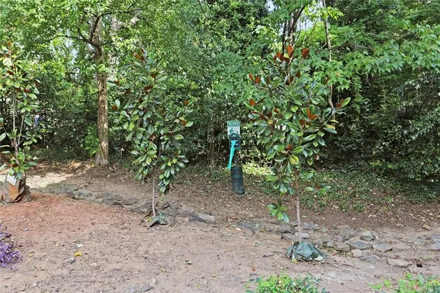 a view of a forest with trees