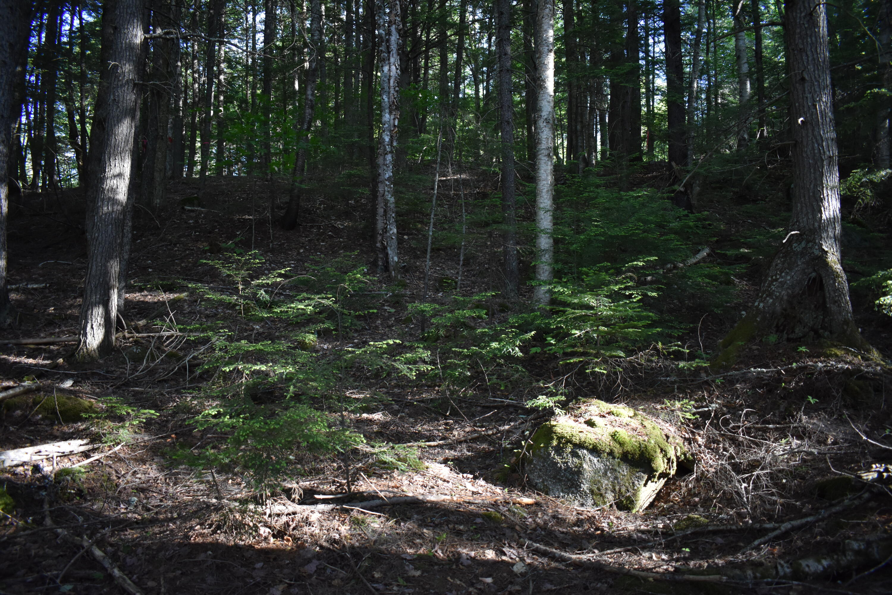 Lot 1-b-9 Lot 1-b-9 Road Weston, ME 04424 - Photo 4 of 22 DSC_0156