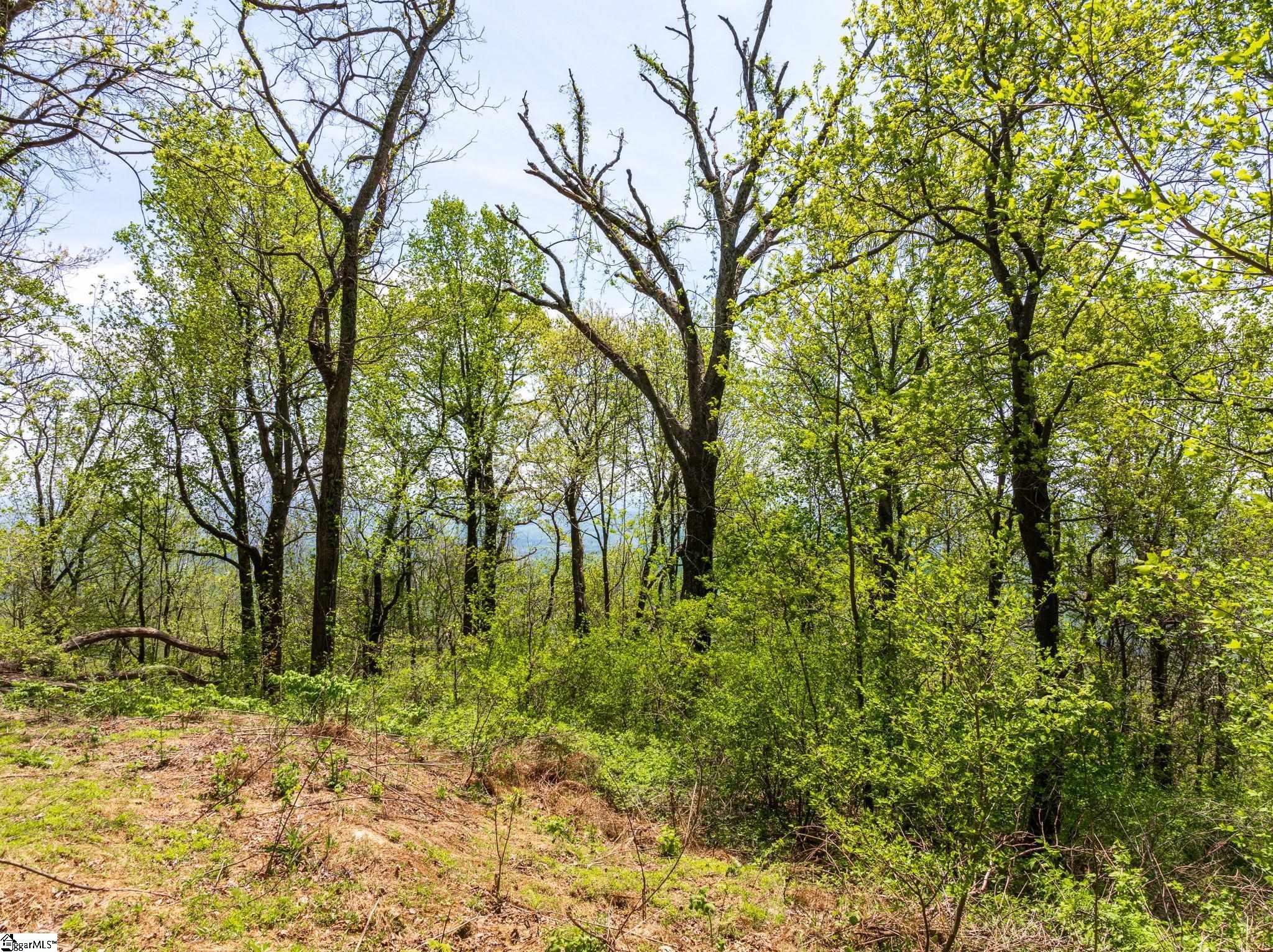 809 Plumley Summit Road Landrum, SC 29356 - Photo 6 of 28