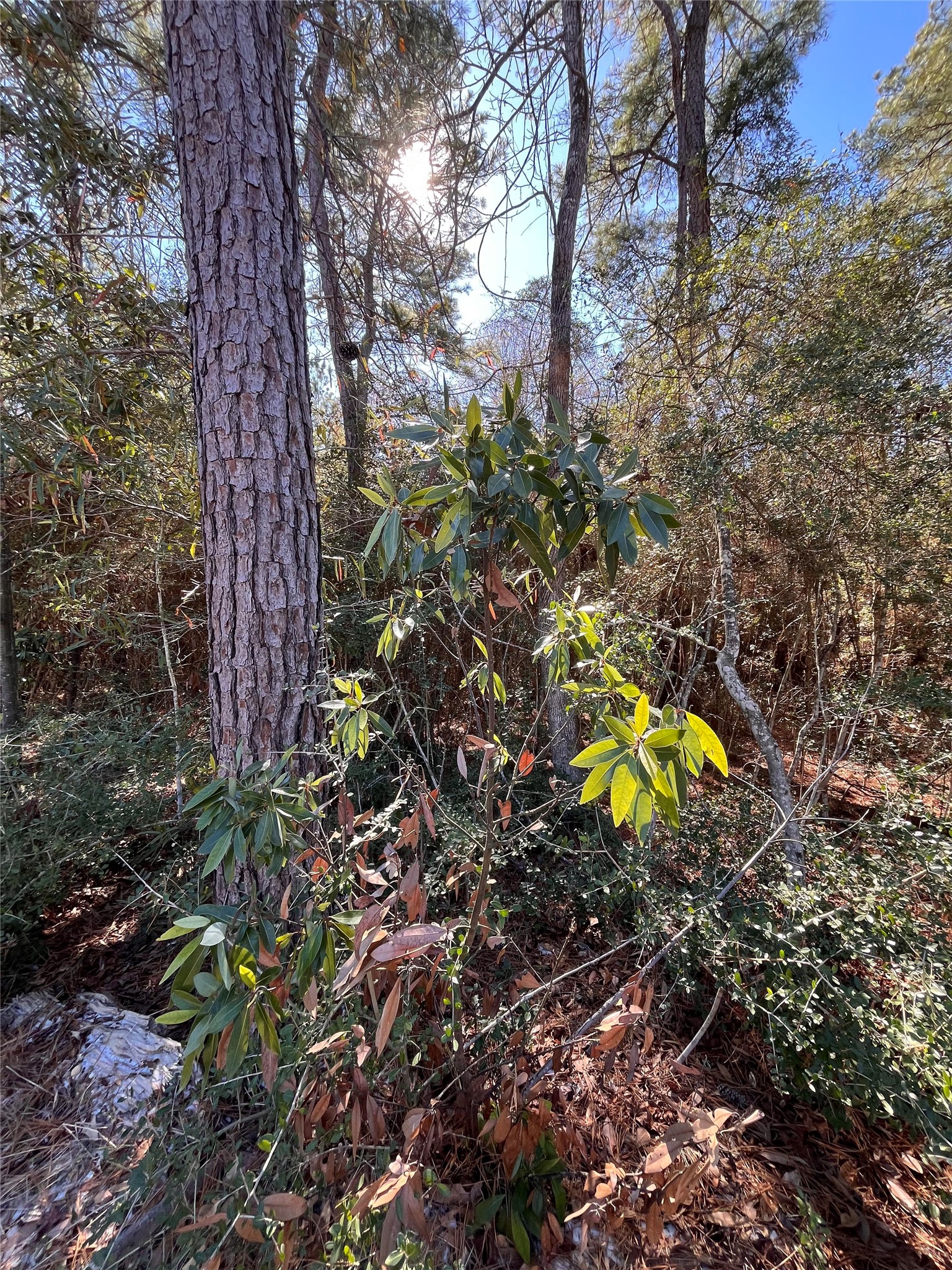 86 Coyote Run Willis, TX 77378 - Photo 20 of 23 a view of a tree in a garden