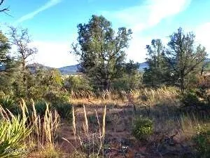 a view of a city with lush green forest