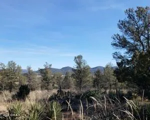 a view of a tree in a field with a tree in the background