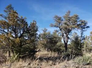 a view of a tree in a yard