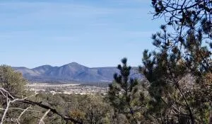 a view of a dry yard with lots of trees