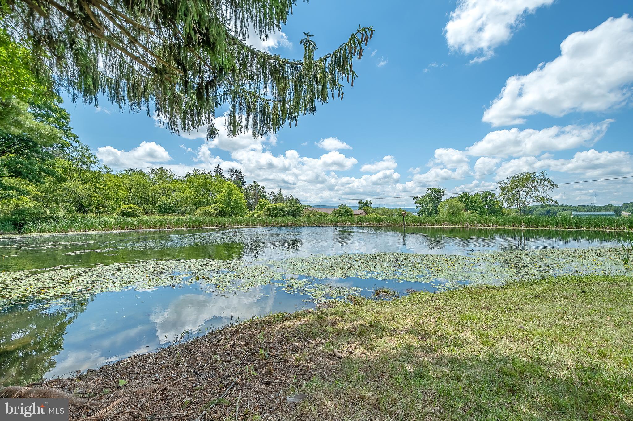 Community pond