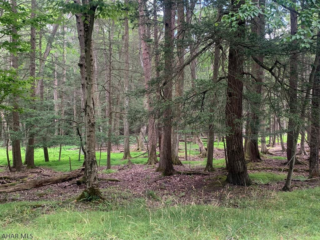 375 Kibler Lake Road Flinton, PA 16640 - Photo 4 of 18 a view of a forest that has large trees