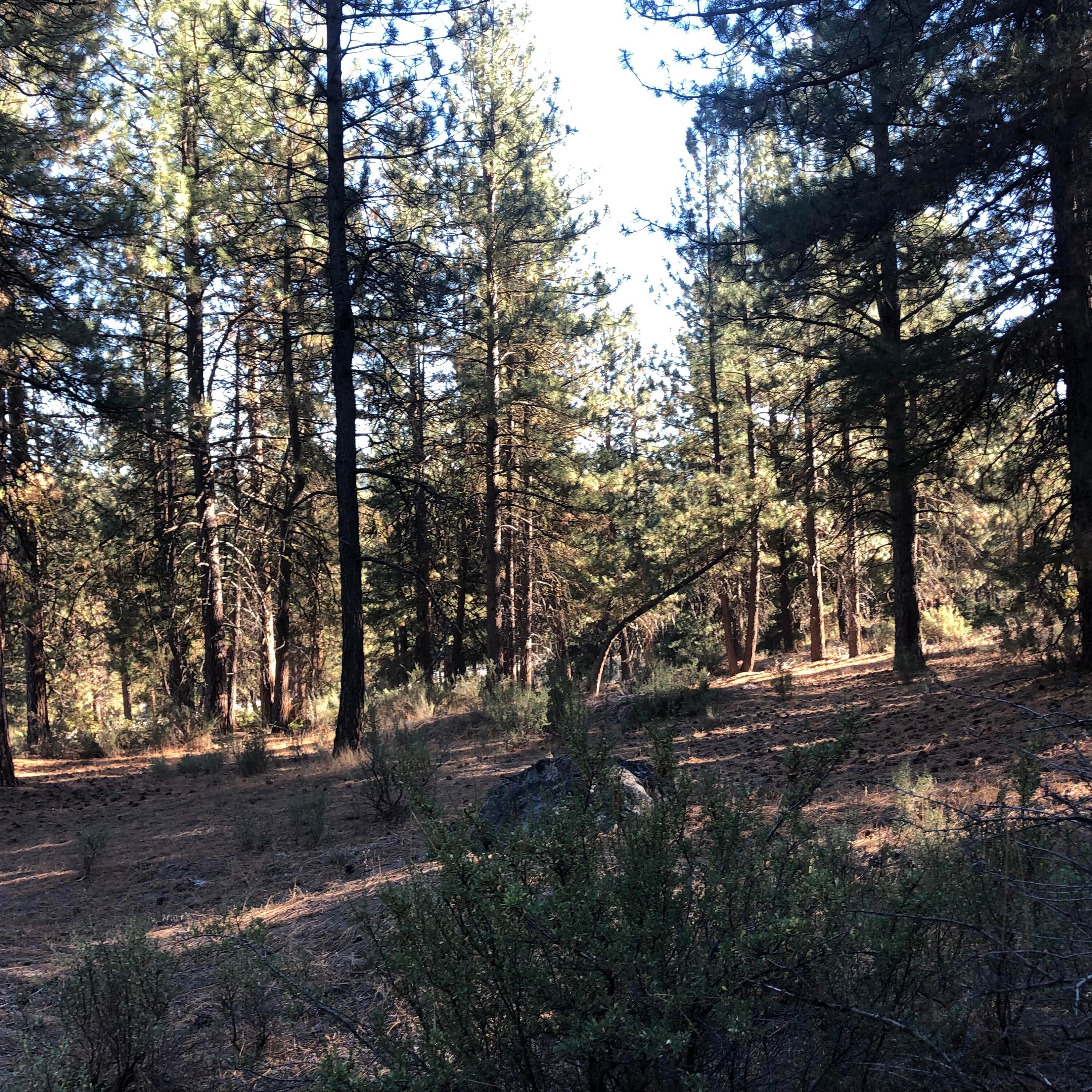 Stillwater Way Chiloquin, OR 97624 - Photo 3 of 11 IMG_5748