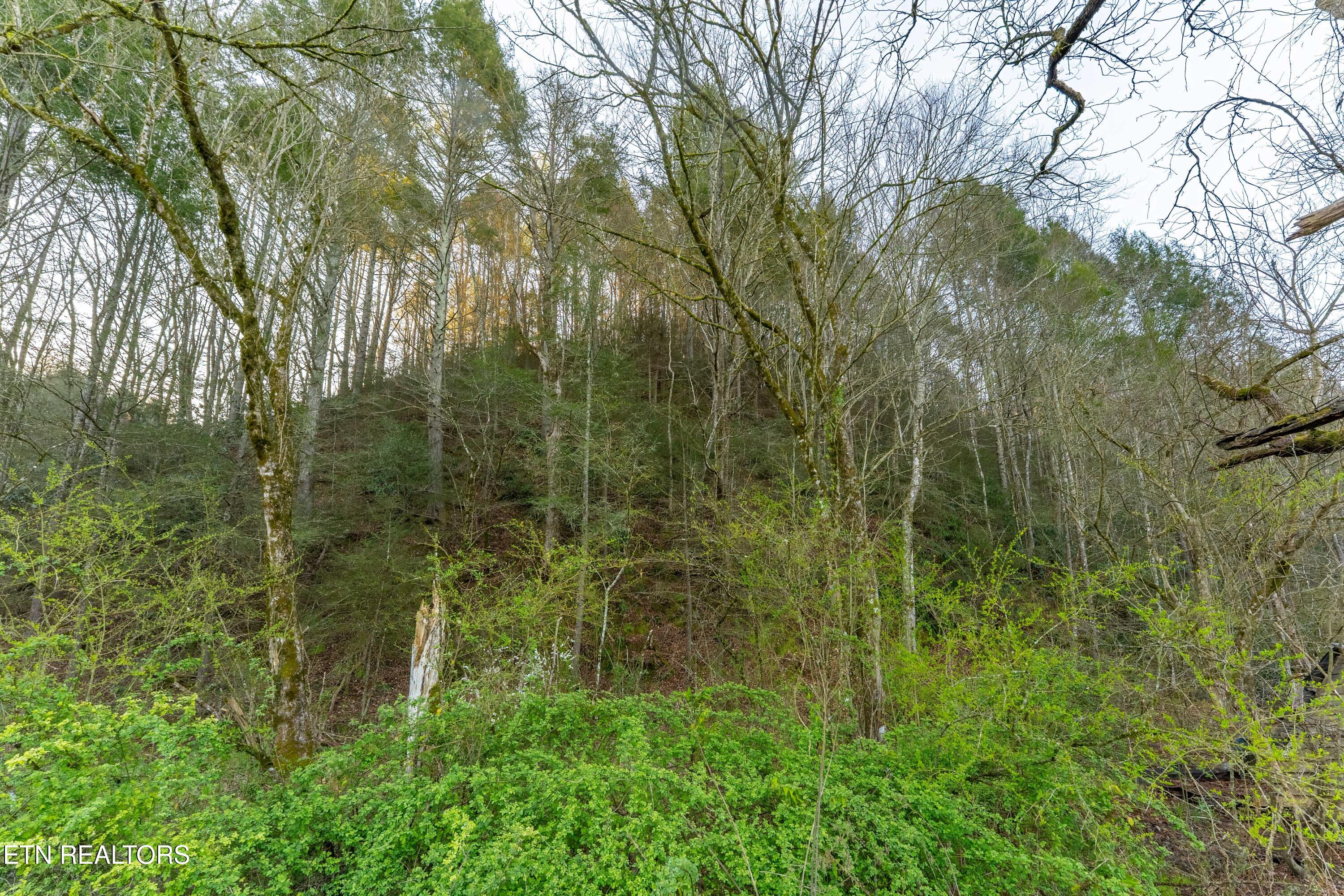 Bogard Road Cosby, TN 37722 - Photo 7 of 19 _DSC0041-HDR-Edit