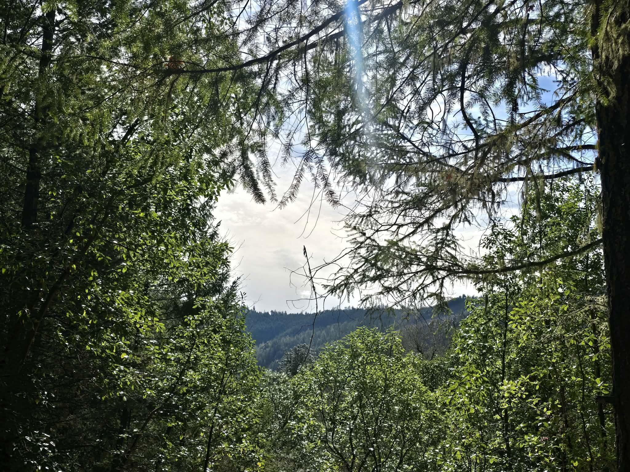 5395 Deer Creek Road Selma, OR 97538 - Photo 21 of 43 5395 13