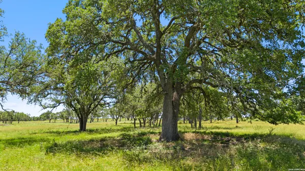 a big yard with lots of green space and trees
