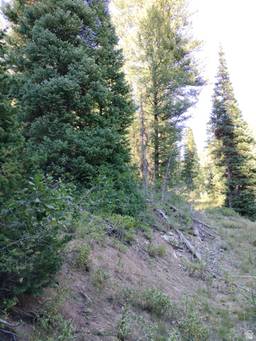 Baxter Sawmill Road East Hyrum, UT 84319 - Photo 7 of 8 Mature evergreen trees and natural foliage define this sloped, undeveloped terrain