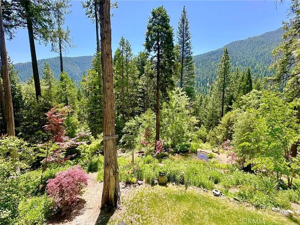 a view of a garden with plants and large trees