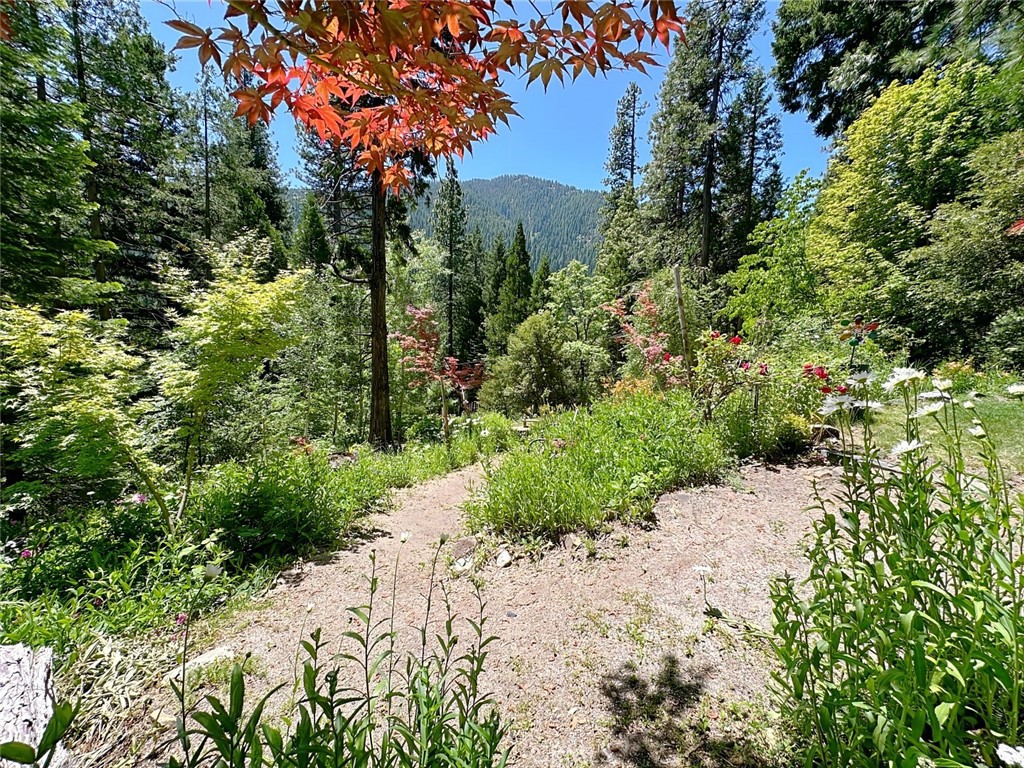 35 Sierra Buttes Road Sierra City, CA 96125 - Photo 25 of 37 a view of a garden with plants and large trees