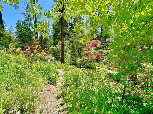 a view of a forest with trees