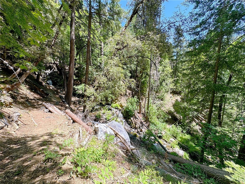 35 Sierra Buttes Road Sierra City, CA 96125 - Photo 27 of 37 a view of a forest with trees