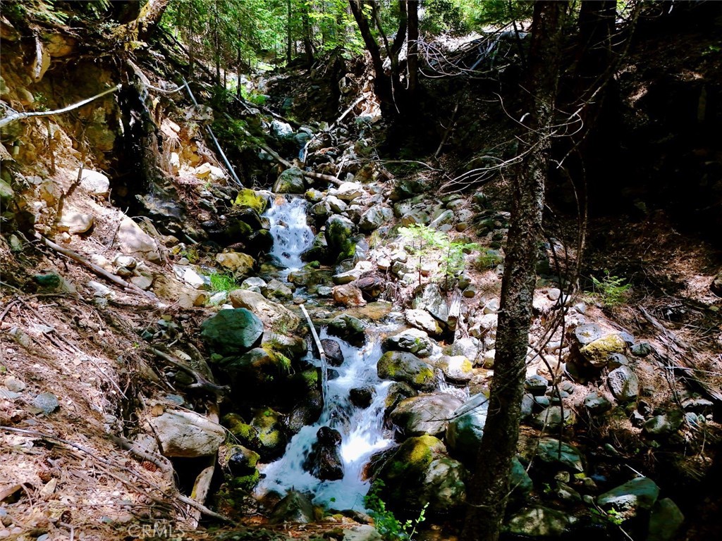 35 Sierra Buttes Road Sierra City, CA 96125 - Photo 28 of 37 a picture of tree