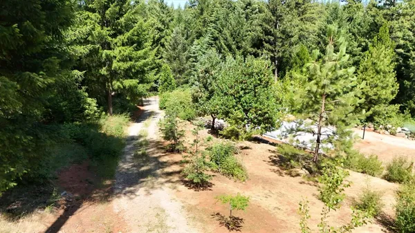 a view of a yard with plants and large trees