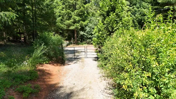 a view of a forest with palm trees