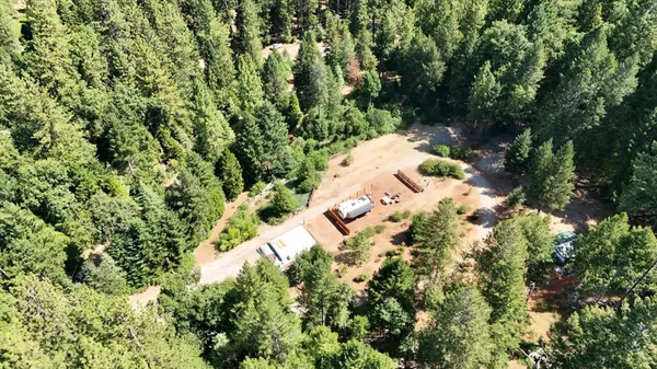 a view of a yard with plants and large trees
