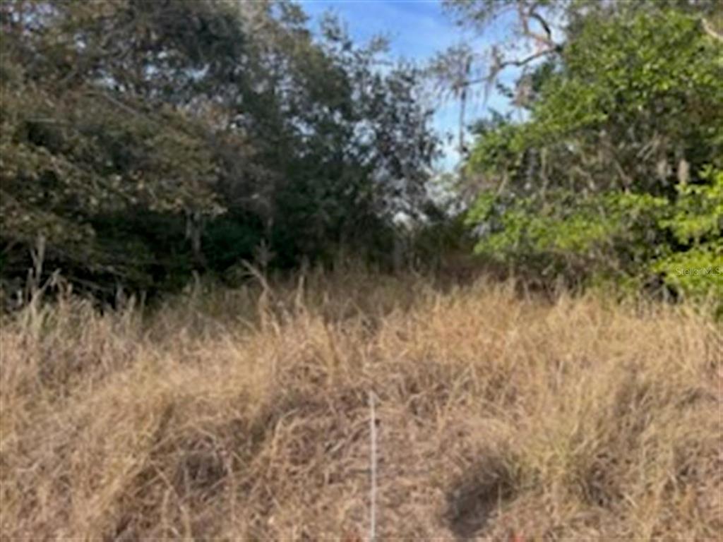 Sunset Trail Babson Park, FL 33827 - Photo 3 of 9 a view of a lush green forest with lots of trees