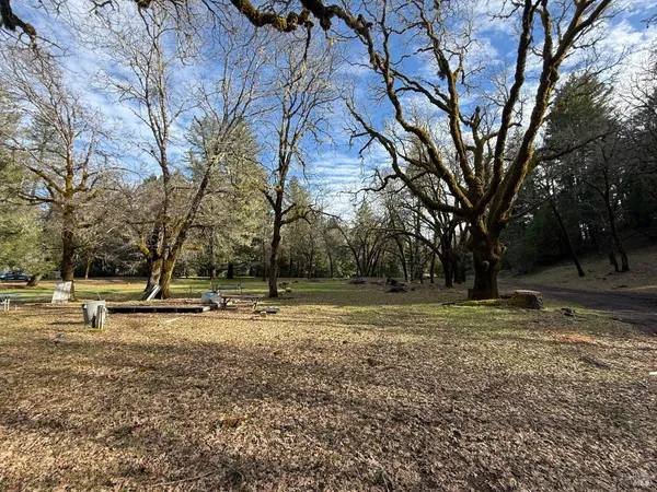 a view of a yard with a tree