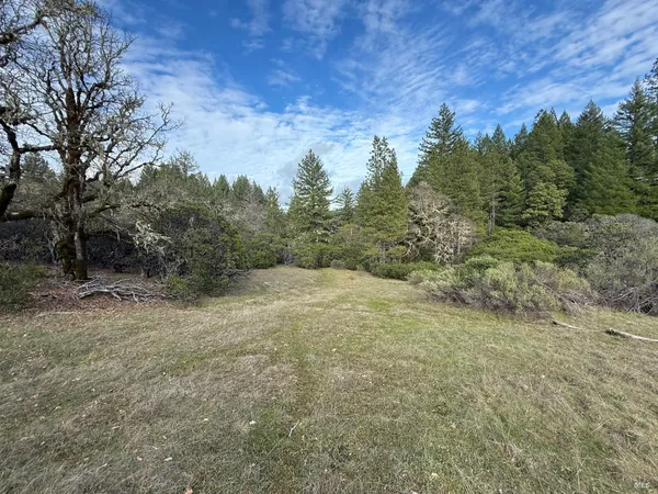 a view of a yard with a tree