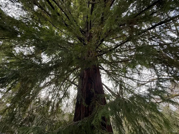 a close up of a tree