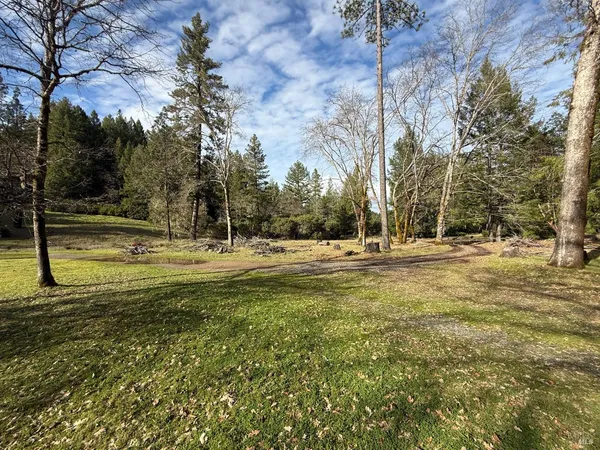 a view of yard with large trees