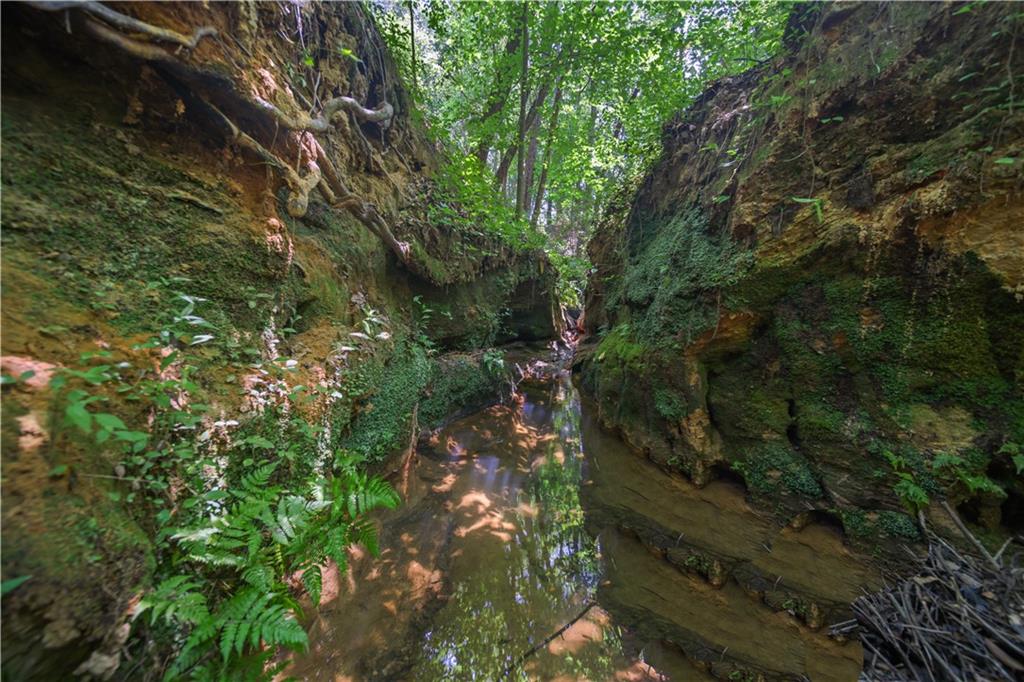 Lot 3 Old State Road Talmo, GA 30575 - Photo 8 of 17 a view of a forest with a tree
