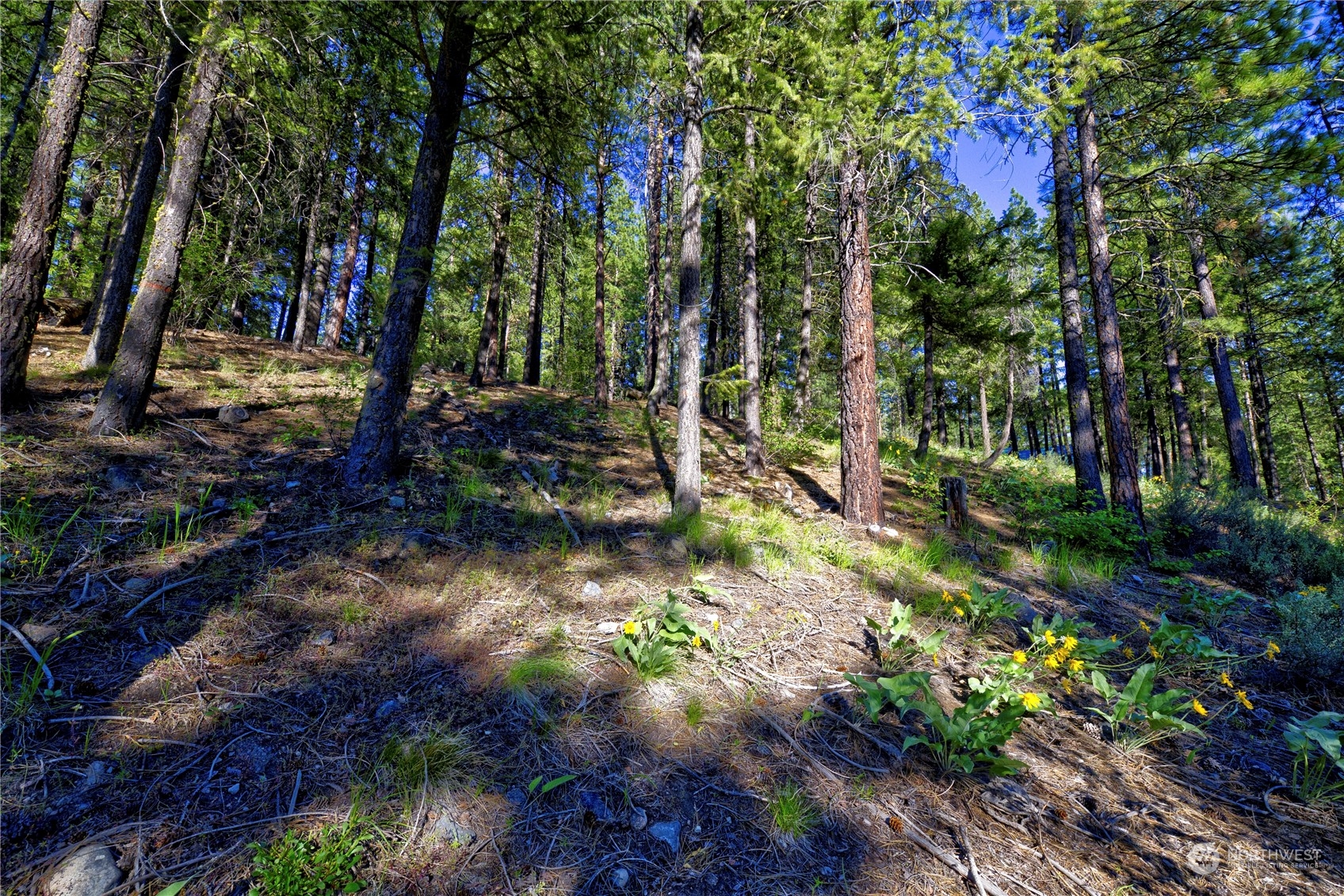 20 Cassal Road Winthrop, WA 98862 - Photo 14 of 40 a backyard of a house with lots of green space