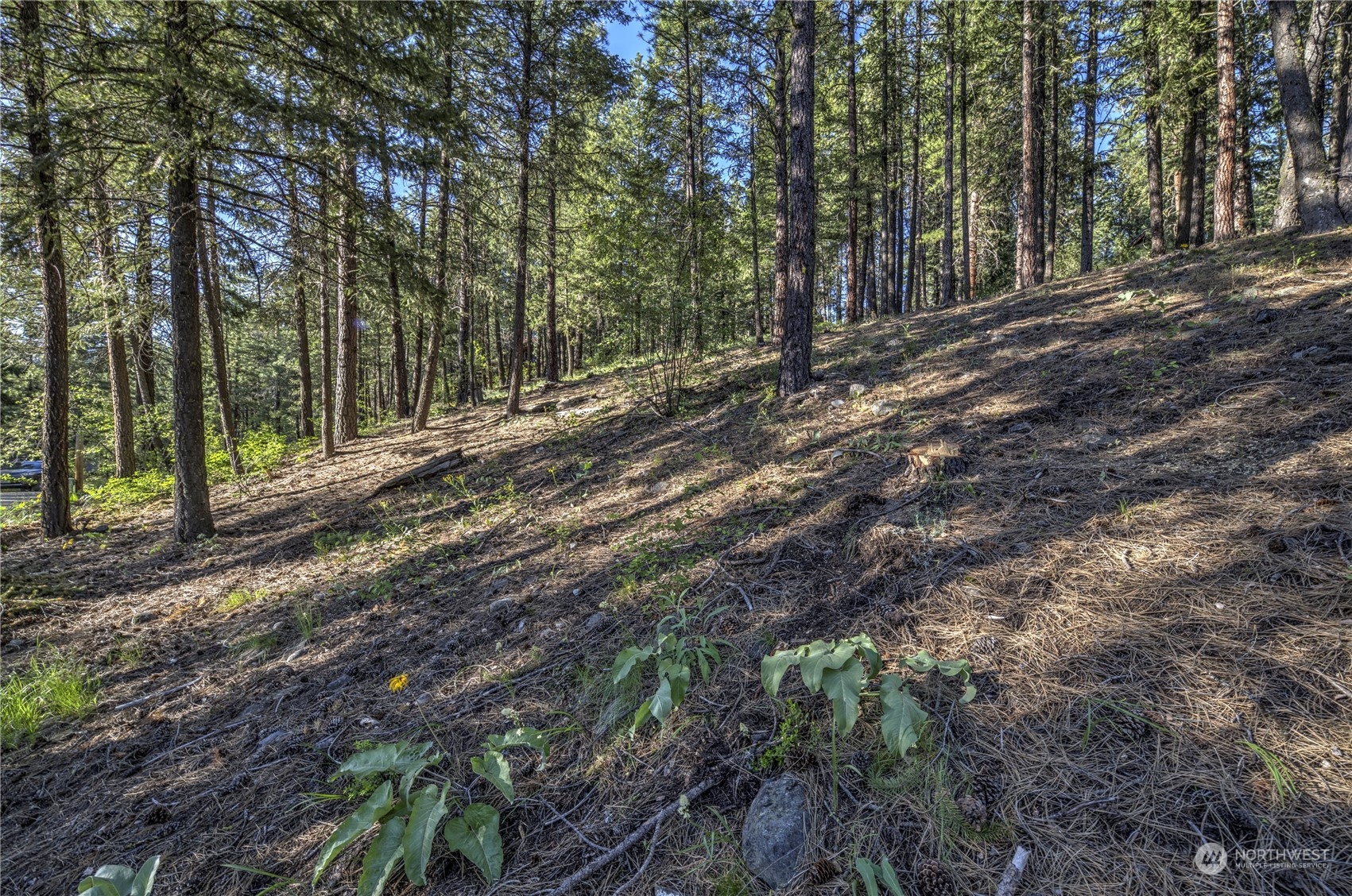 20 Cassal Road Winthrop, WA 98862 - Photo 16 of 40 a view of a forest with trees