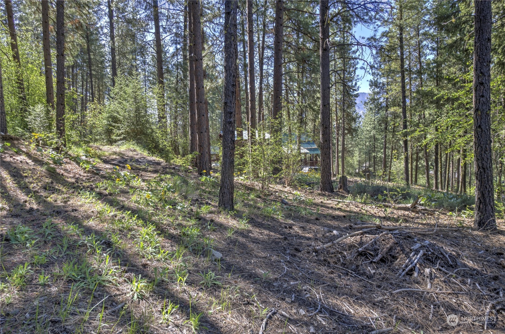 20 Cassal Road Winthrop, WA 98862 - Photo 20 of 40 a view of a forest with trees in the background