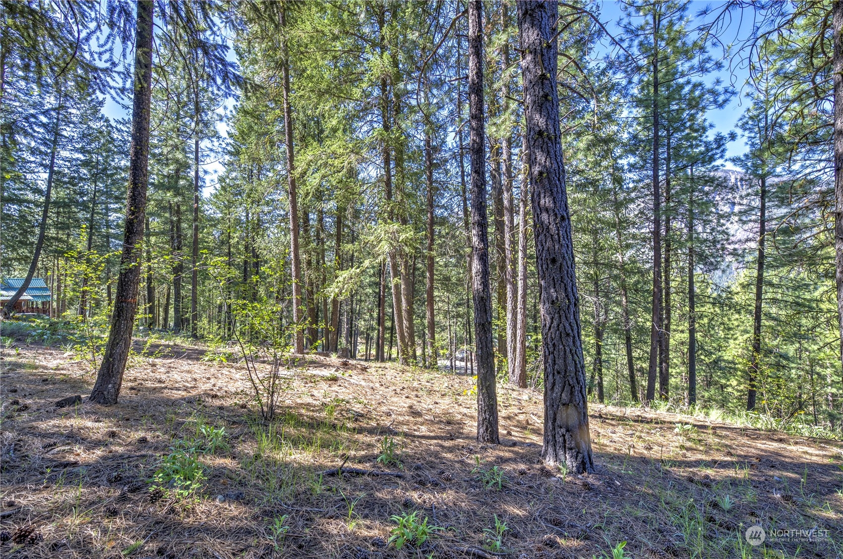 20 Cassal Road Winthrop, WA 98862 - Photo 24 of 40 a view of outdoor space with lots of trees