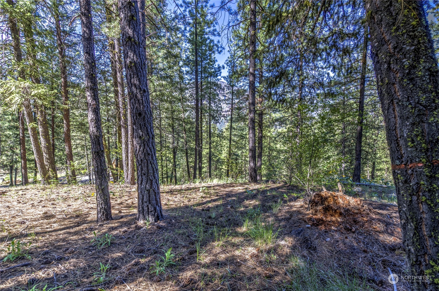 20 Cassal Road Winthrop, WA 98862 - Photo 26 of 40 a view of outdoor space and tree