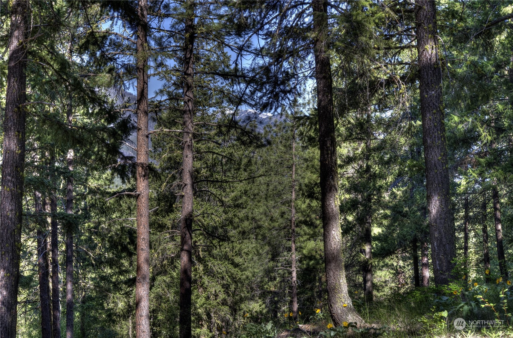 20 Cassal Road Winthrop, WA 98862 - Photo 3 of 40 a view of a tree