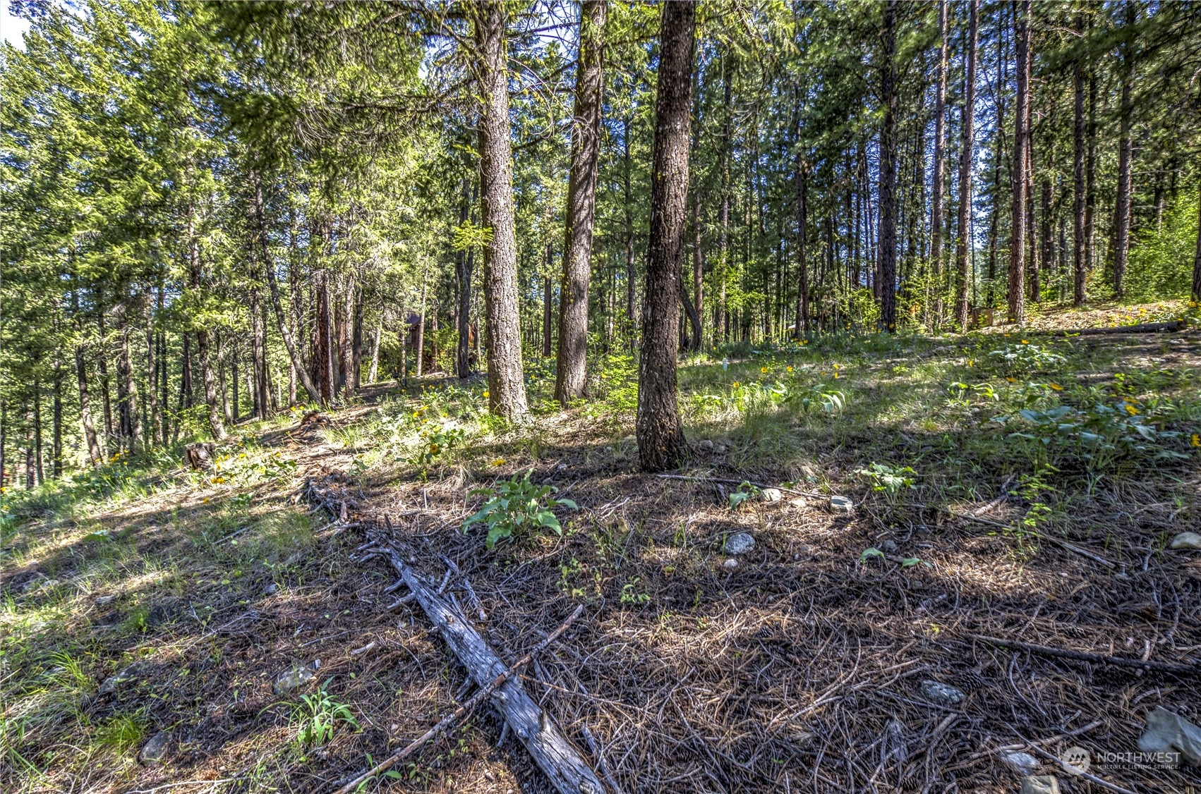 20 Cassal Road Winthrop, WA 98862 - Photo 32 of 40 a view of outdoor space with trees