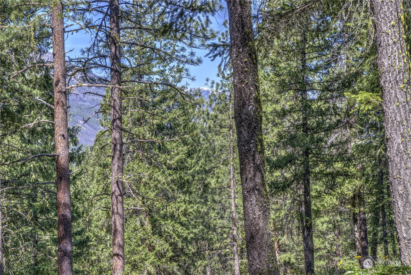20 Cassal Road Winthrop, WA 98862 - Photo 34 of 40 a view of a forest with a tree