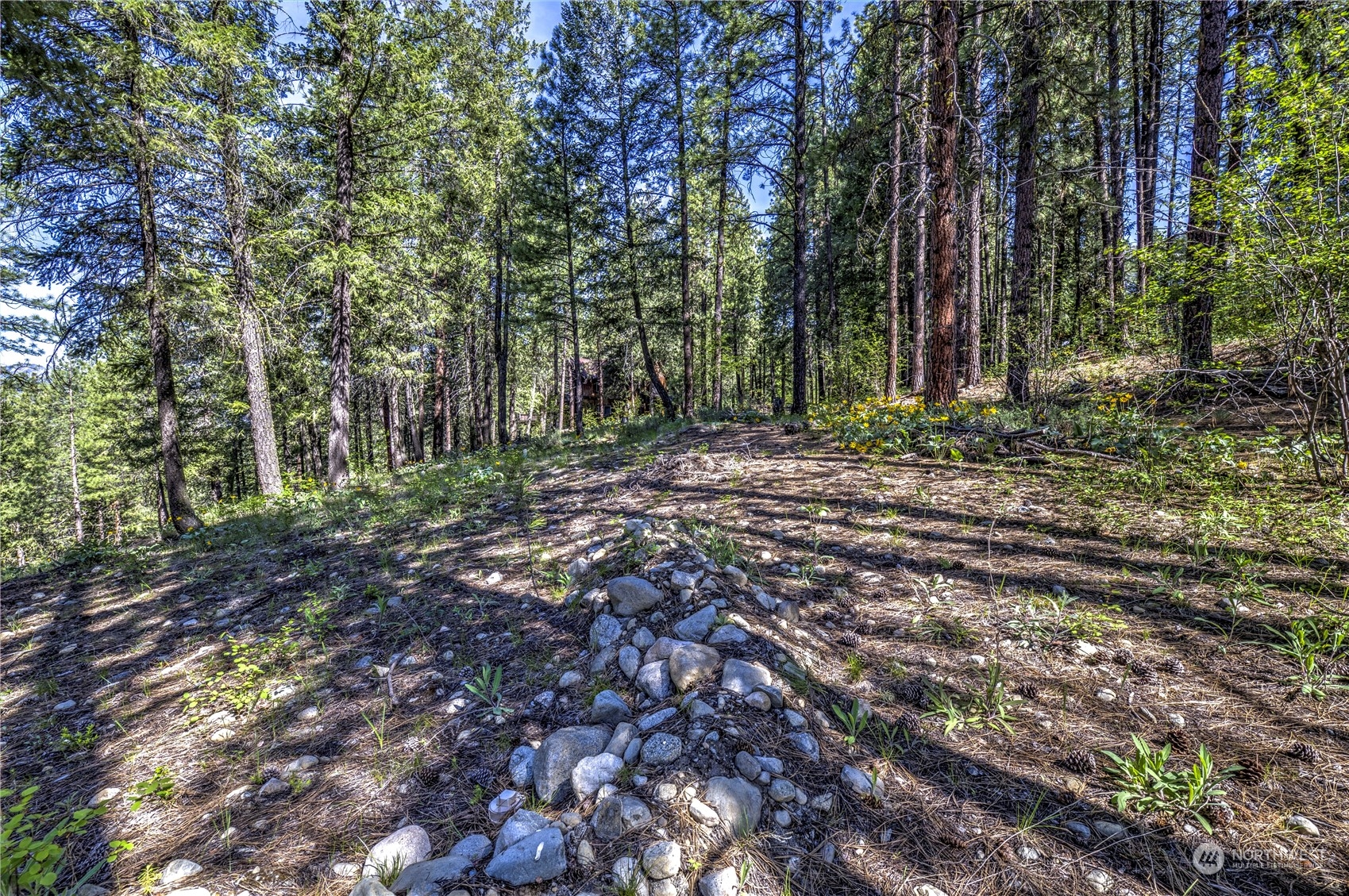 20 Cassal Road Winthrop, WA 98862 - Photo 35 of 40 a view of a forest with trees