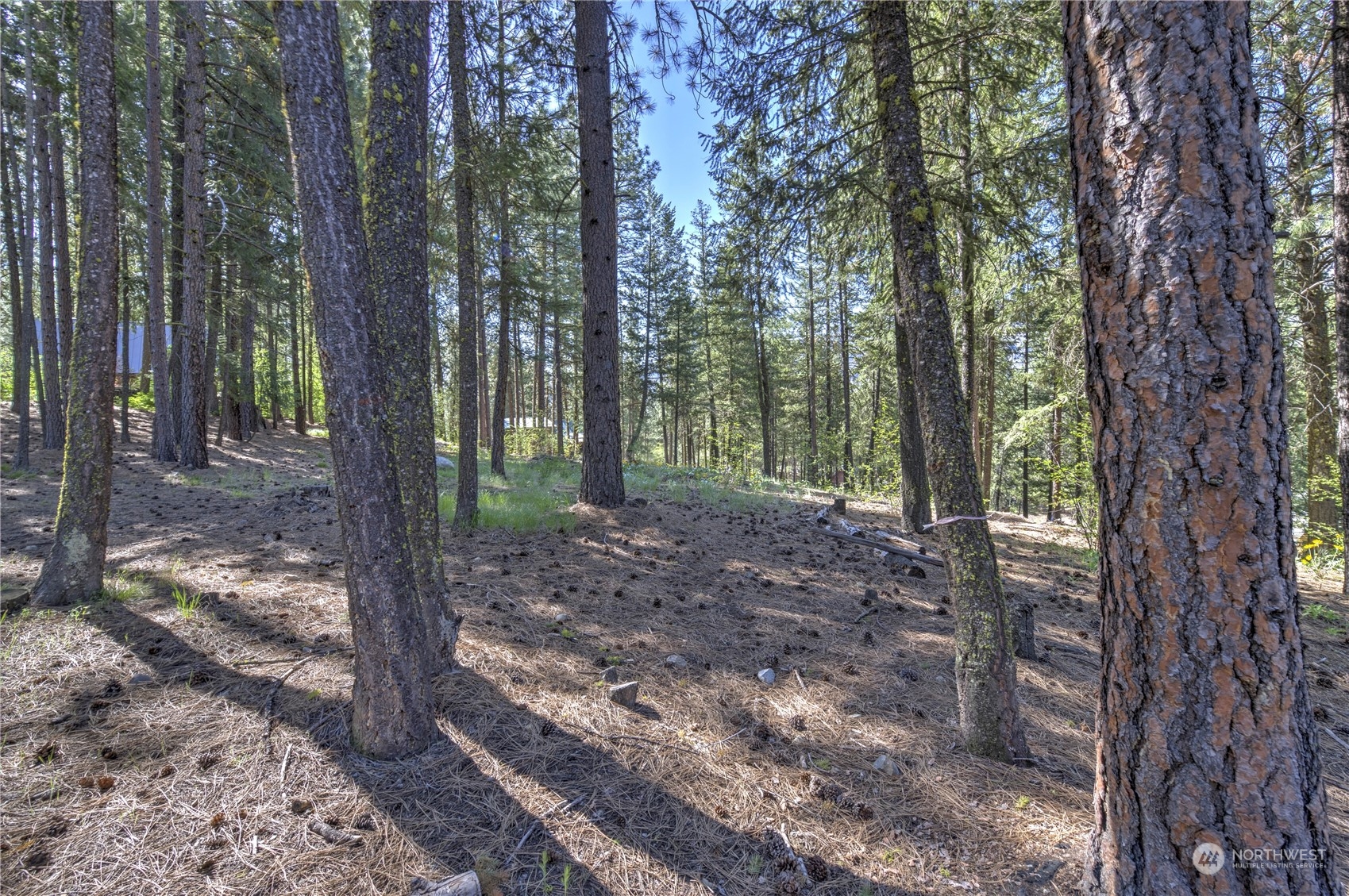 20 Cassal Road Winthrop, WA 98862 - Photo 37 of 40 a view of a forest that has large trees