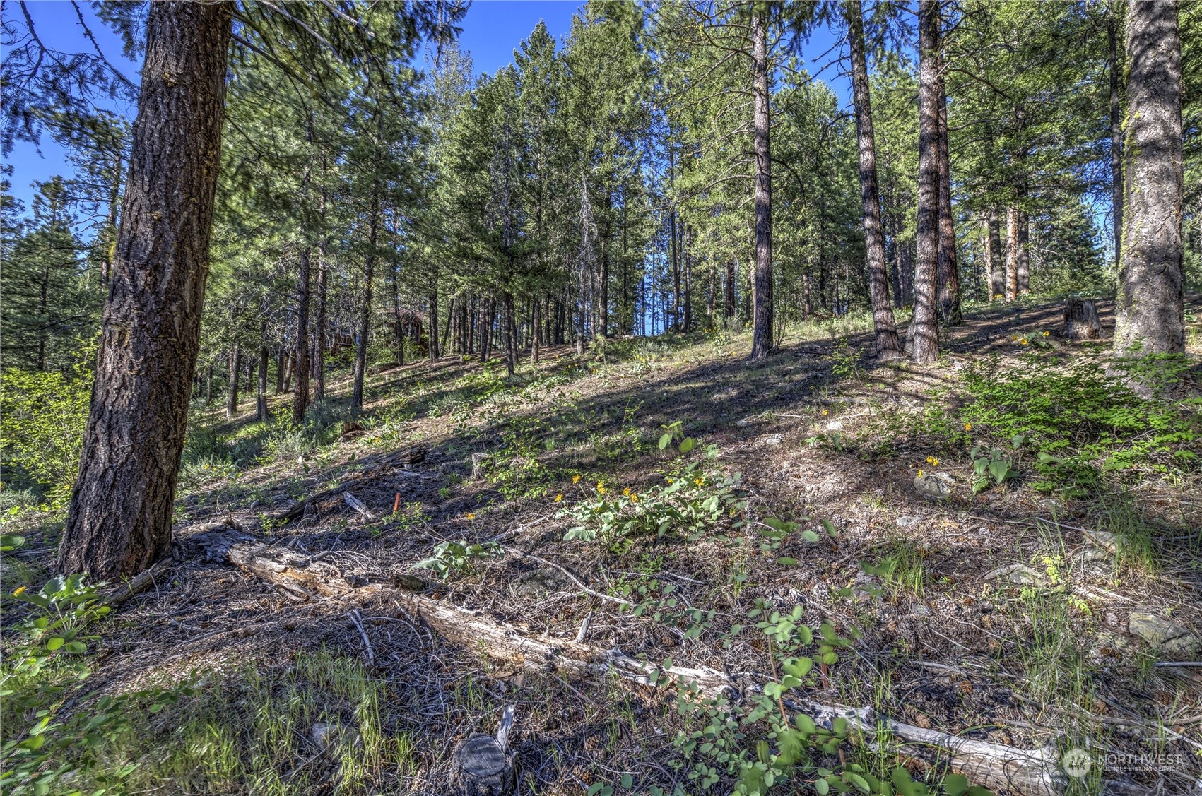 20 Cassal Road Winthrop, WA 98862 - Photo 39 of 40 a view of a forest with trees