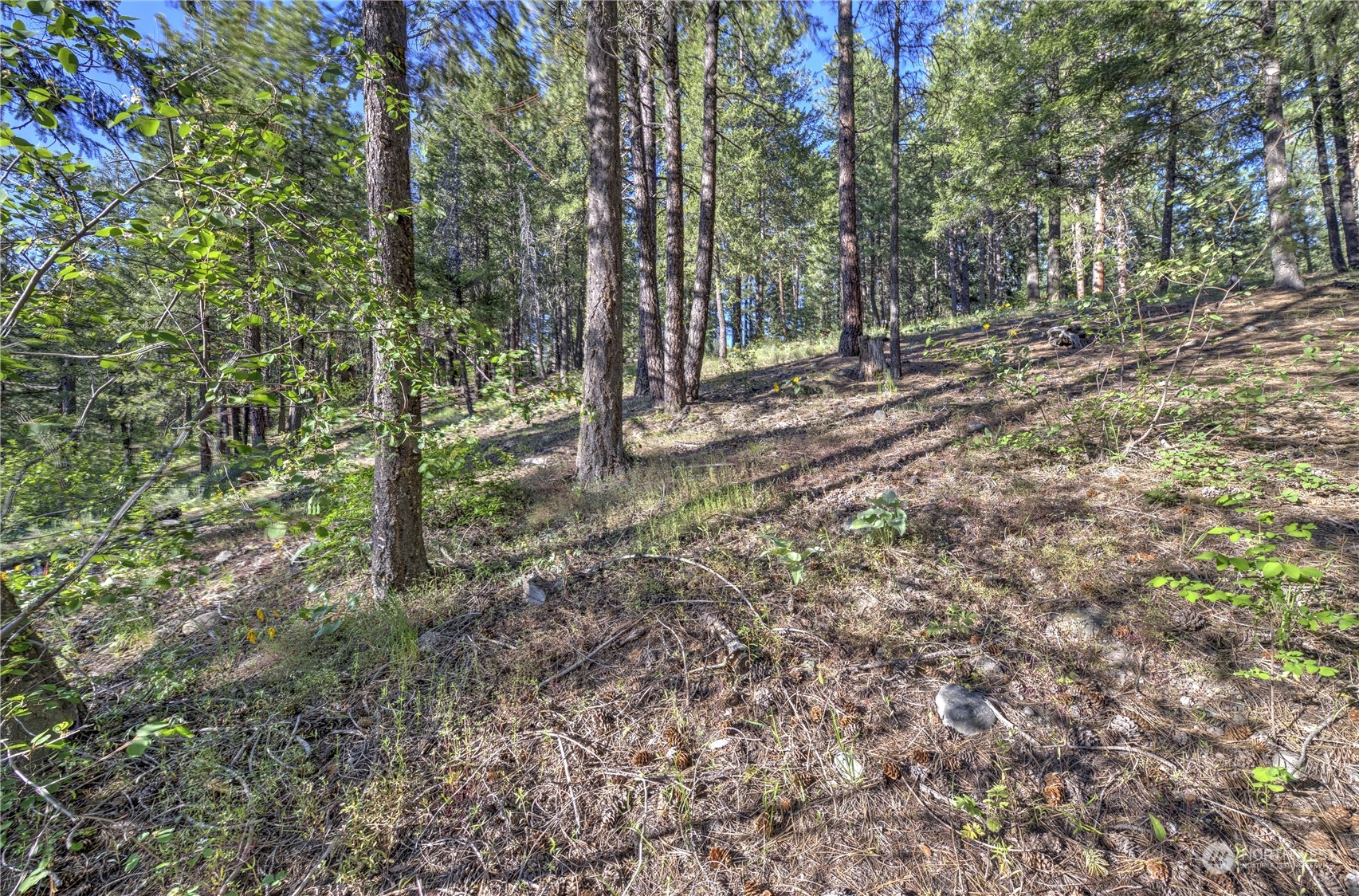 20 Cassal Road Winthrop, WA 98862 - Photo 4 of 40 a view of a forest with trees