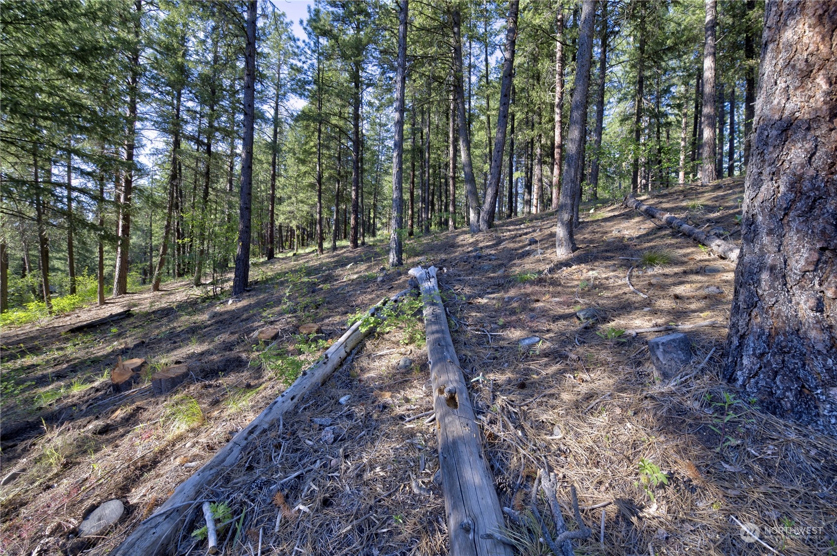 20 Cassal Road Winthrop, WA 98862 - Photo 7 of 40 a view of a yard with trees