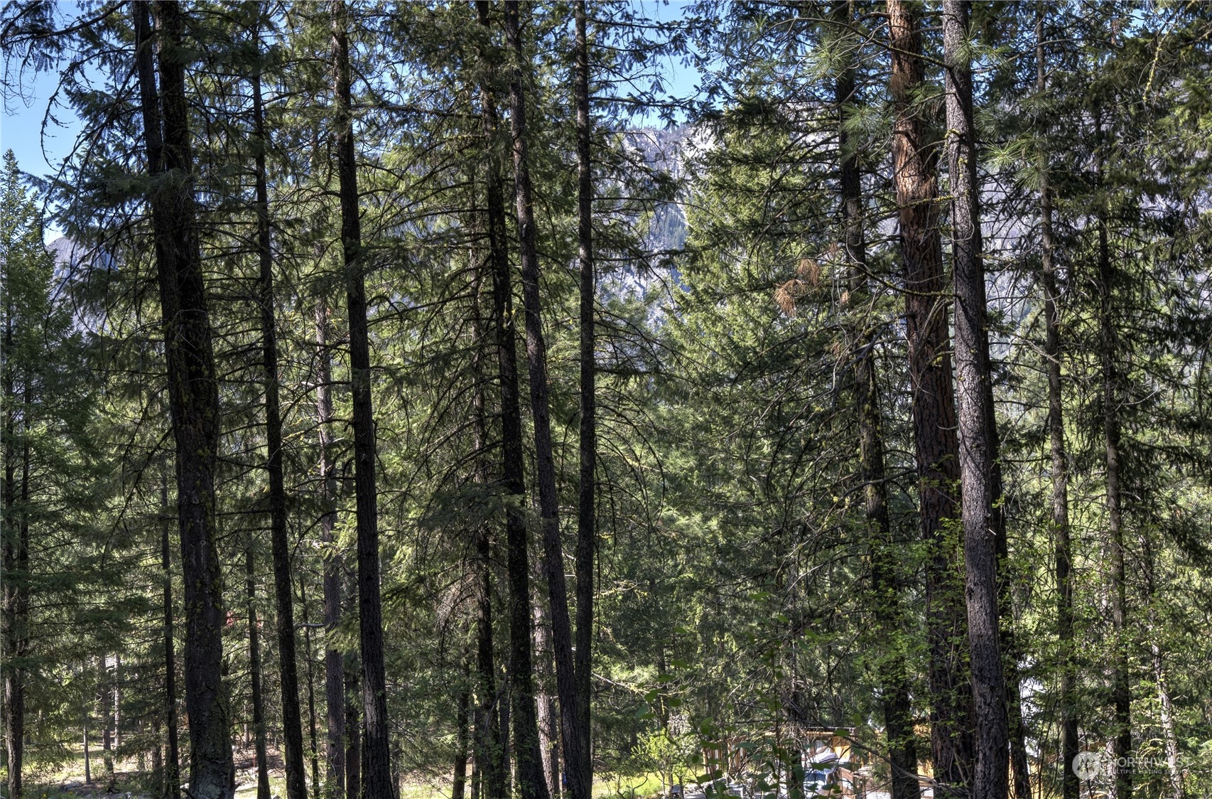 20 Cassal Road Winthrop, WA 98862 - Photo 8 of 40 a view of a yard with a trees