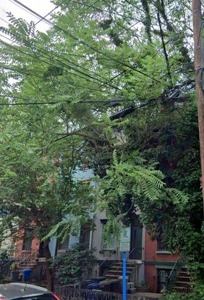 220 Garden Street, Unit 1(GRND) Hoboken, NJ 07030 - Photo 9 of 9 a plant is in the middle of a forest