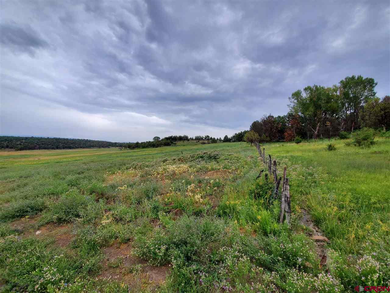 35386 3775th Road Redvale, CO 81431 - Photo 1 of 12 a view of a field with a tree in the background